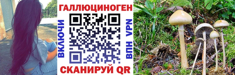 мега вход Лабытнанги Галлюциногенные грибы Cubensis